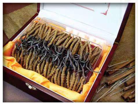 贵定冬虫夏草回收